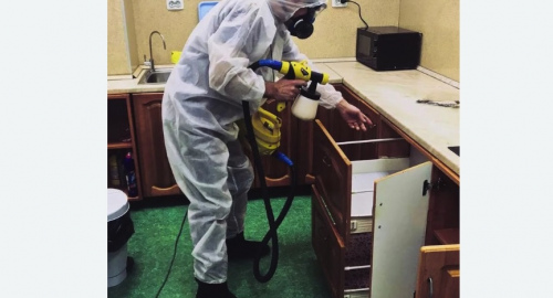 Дезинсекция квартиры. Проспект Просвещения