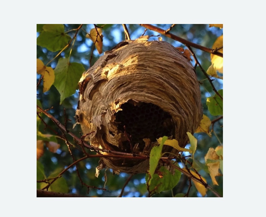 Обработка от шершней Проспект Просвещения метро Спб