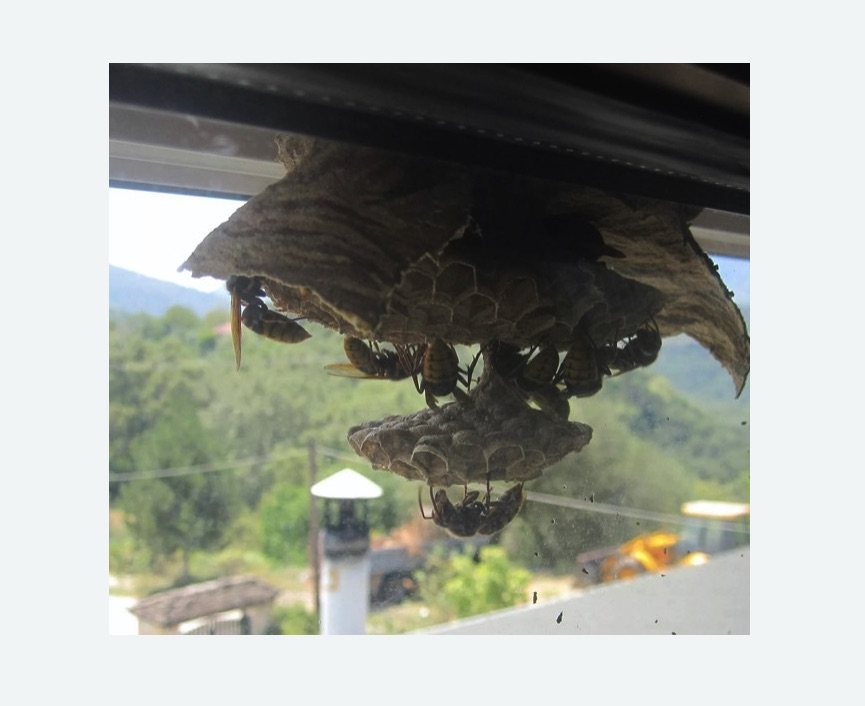 Уничтожение гнёзд шершней Проспект Просвещения метро Спб