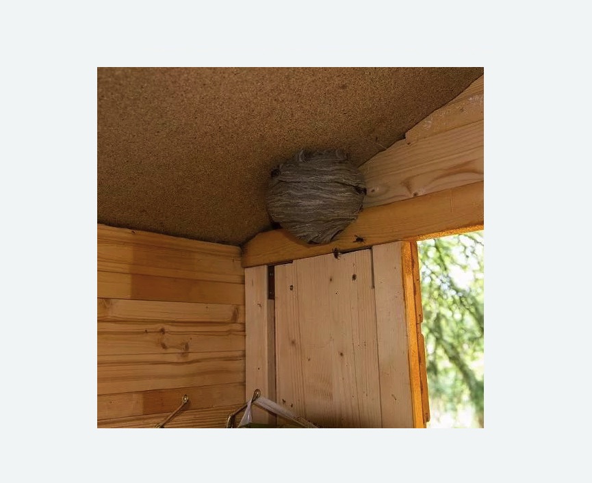 Обработка от ос Проспект Просвещения метро Спб Обработка от ос