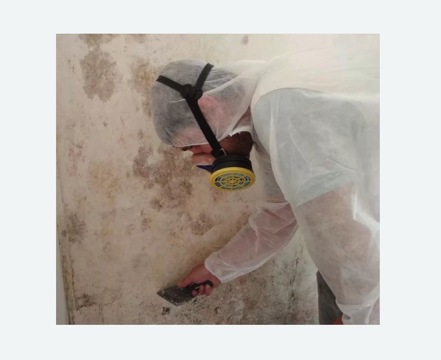 Обработка стен от плесени Проспект Просвещения метро Спб