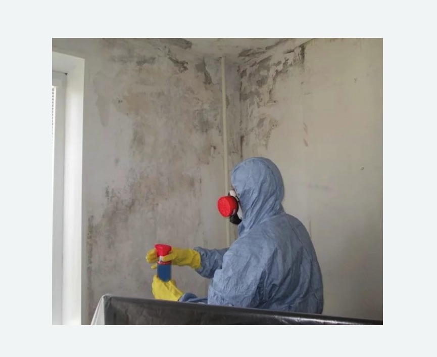 Удаление плесени в квартире Проспект Просвещения метро Спб