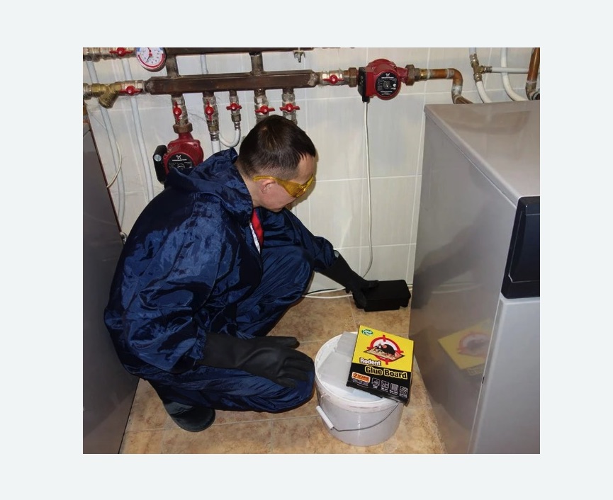 Уничтожение крыс Проспект Просвещения метро Спб