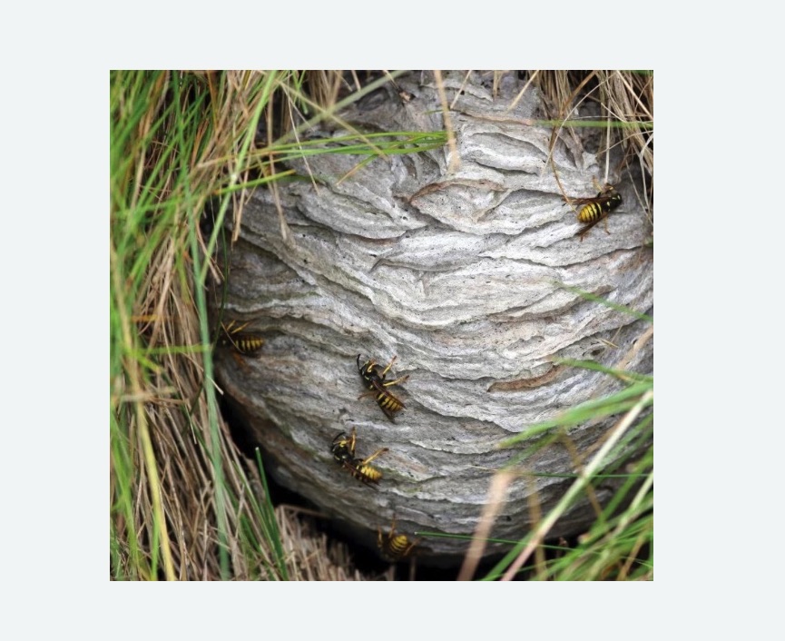 Уничтожение ос и ульев Уничтожение ос и ульев Проспект Просвещения метро Спб